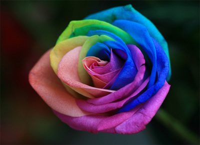 Rainbow-Rose.jpg